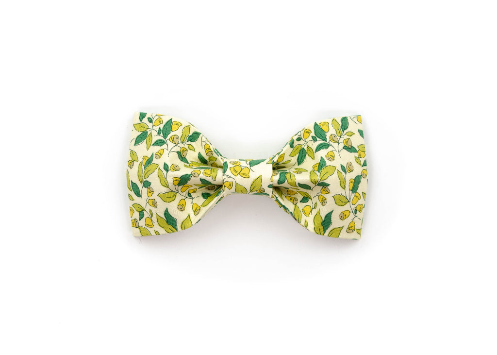 The Carol Bowtie