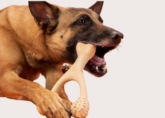 Better Bone Dog Chew Toy