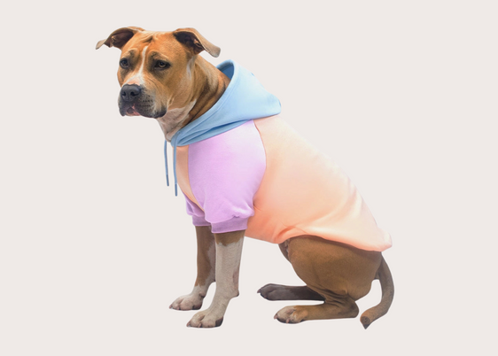 Cotton Candy Dog Hoodie