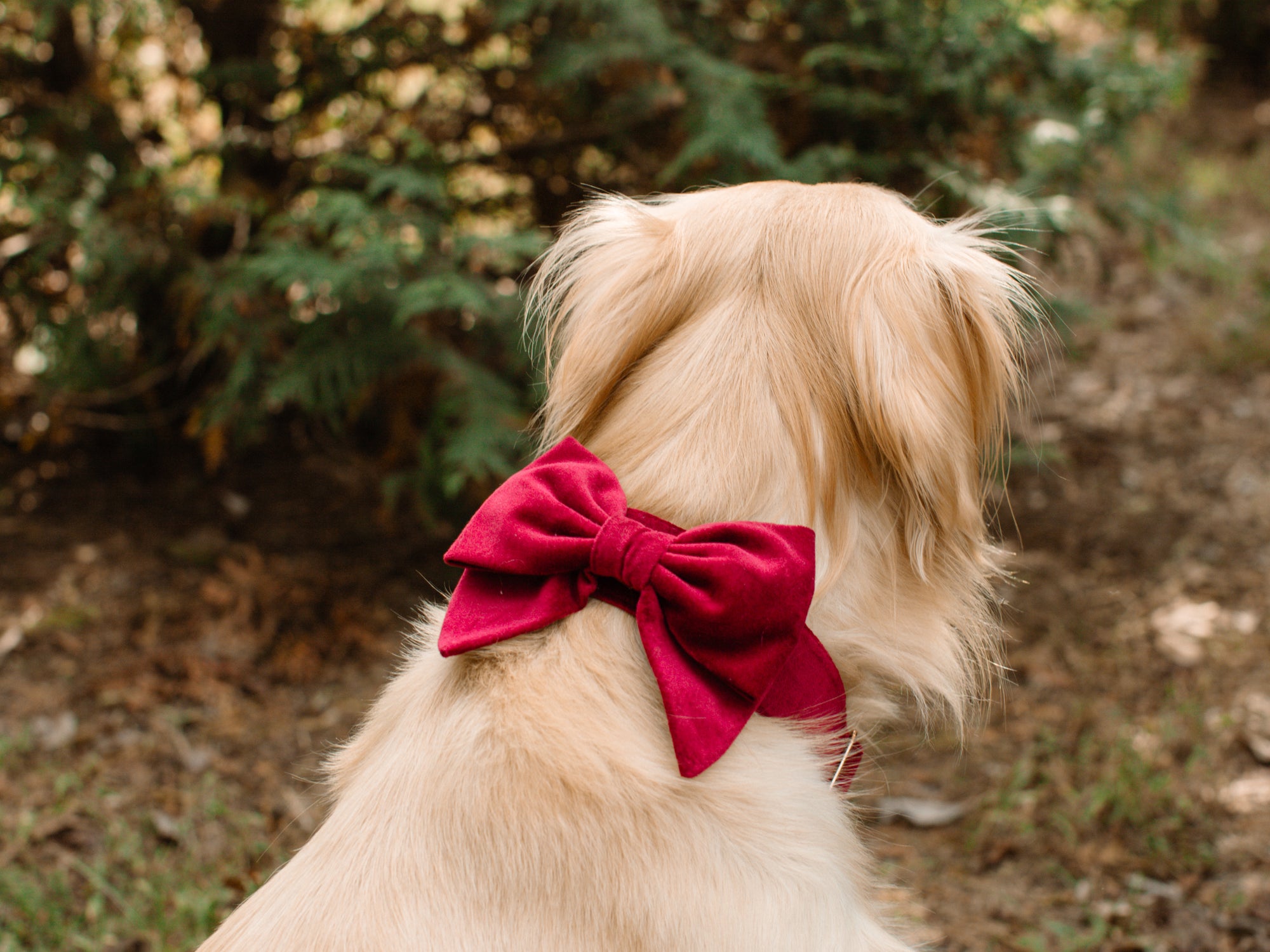 Lady Bow - Cranberry Velvet