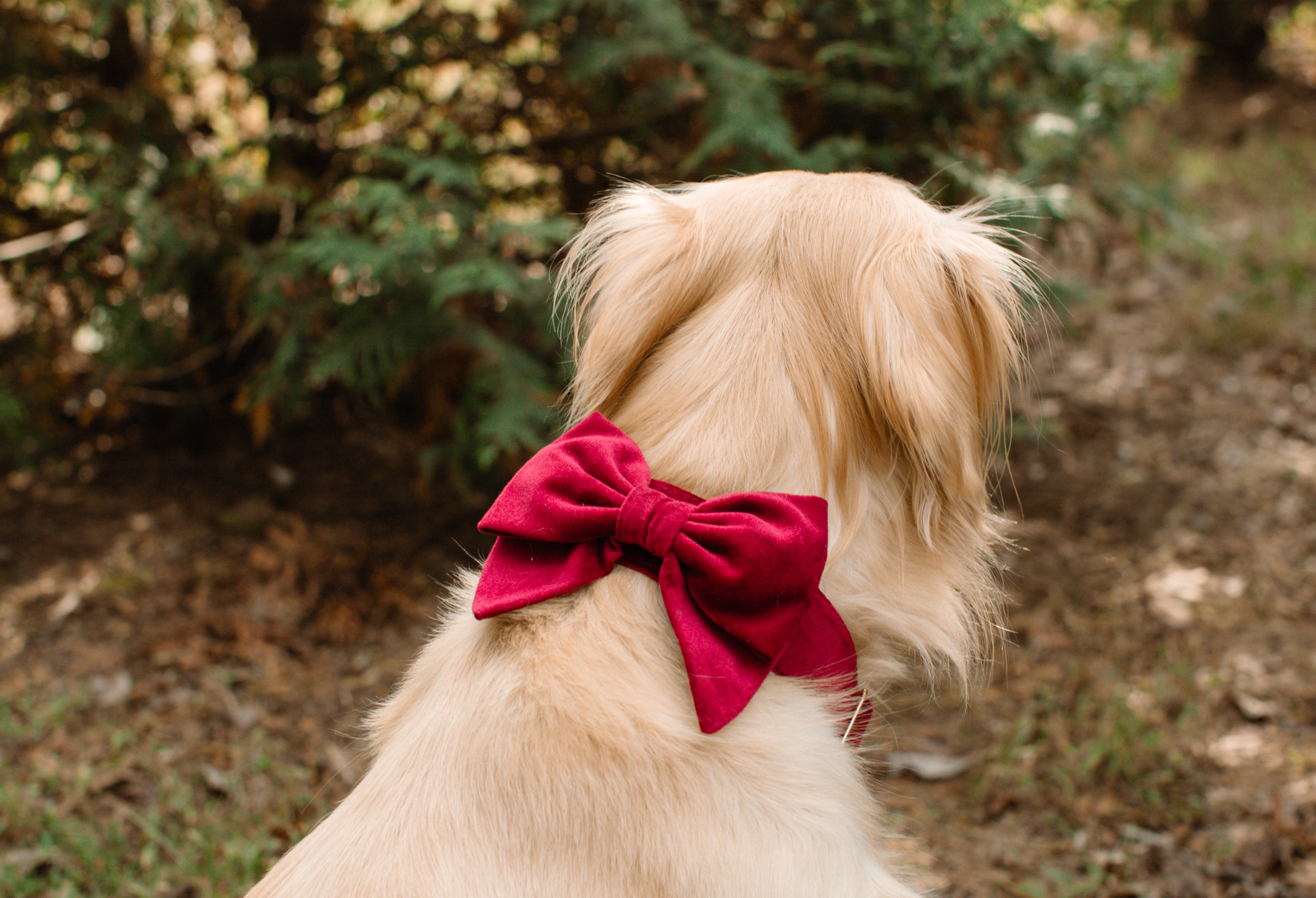 Lady Bow - Cranberry Velvet