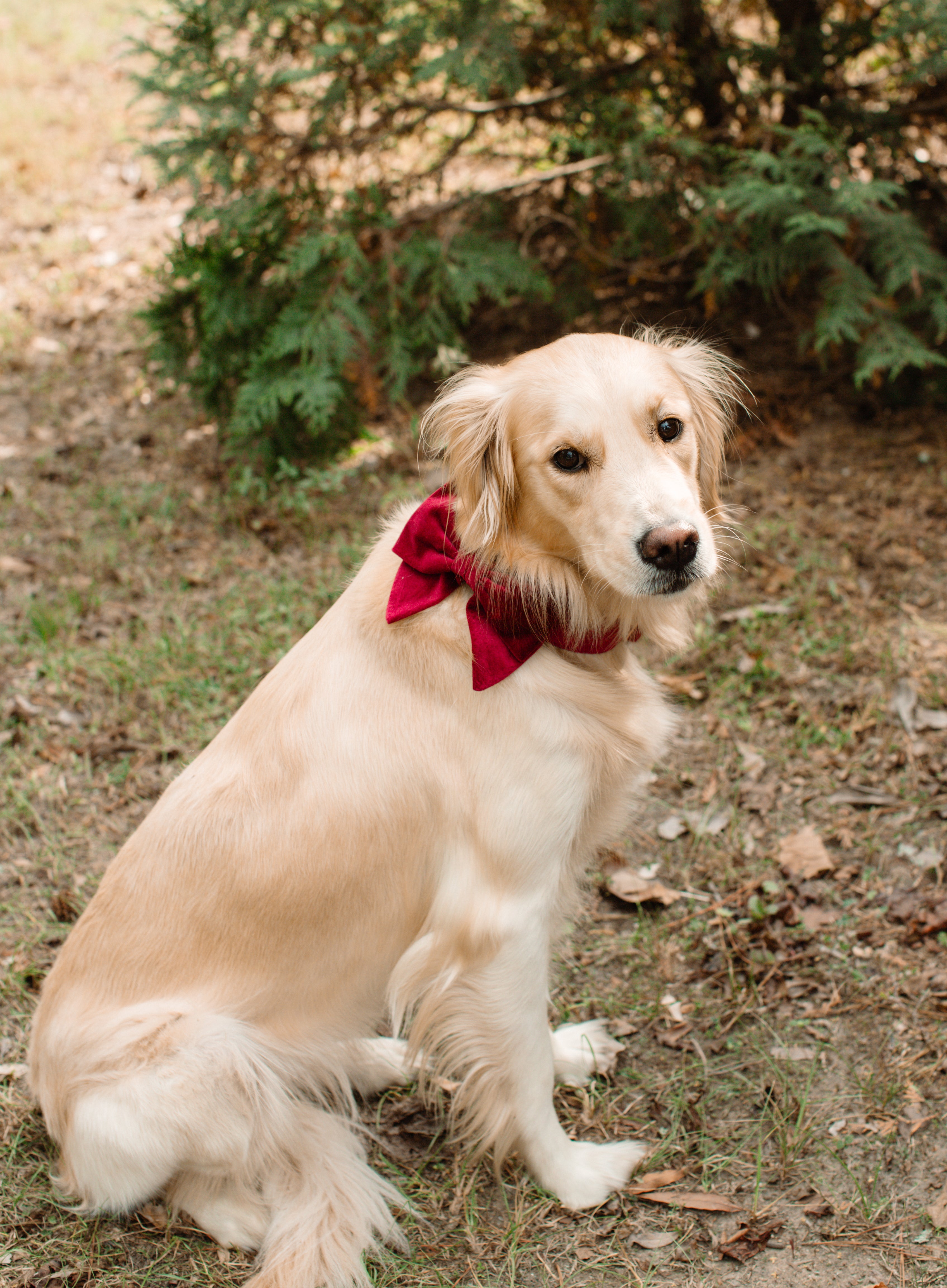 Lady Bow - Cranberry Velvet