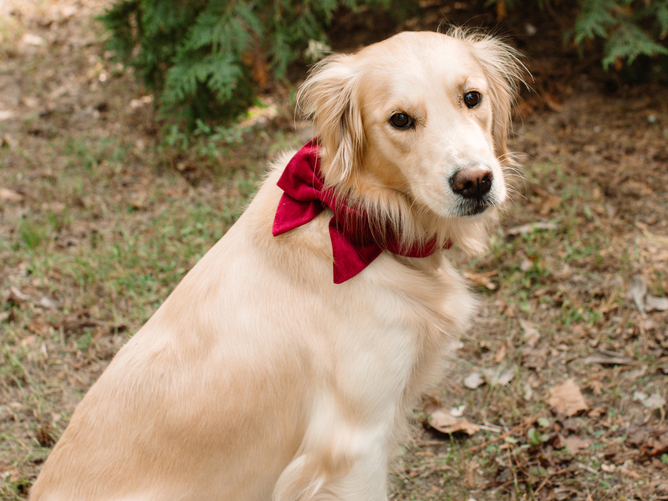 Collar - Cranberry Velvet