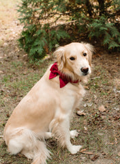 Collar - Cranberry Velvet