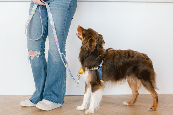 Farmer's Market - Sunday Stroll Harness