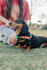 Sunday Brunch - Sunday Stroll Harness