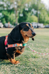 Sunday Brunch - Sunday Stroll Harness